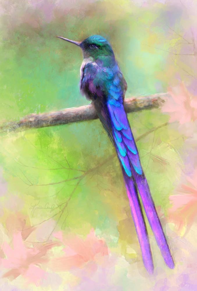 Violet-tailed Sylph colors of blue and purple
